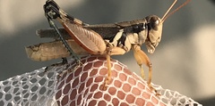 Melanoplus glaucipes