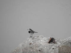 Motacilla alba