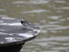 Motacilla alba