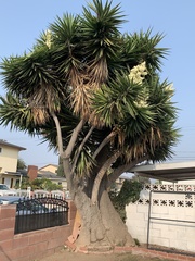 Yucca gigantea