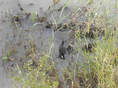 Gallinula chloropus