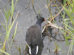 Gallinula chloropus