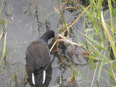 Gallinula chloropus