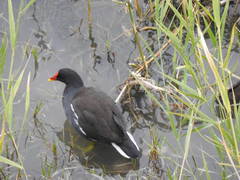Gallinula chloropus