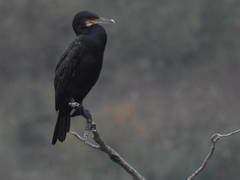 Phalacrocorax carbo
