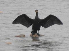 Phalacrocorax carbo