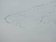Phalacrocorax carbo