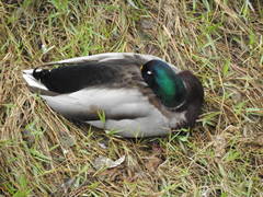 Anas platyrhynchos