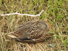 Anas platyrhynchos