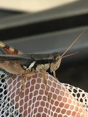 Melanoplus glaucipes