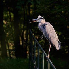 Ardea cinerea