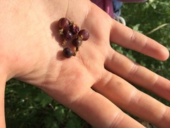 Ribes inerme