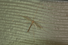 Tricyphona