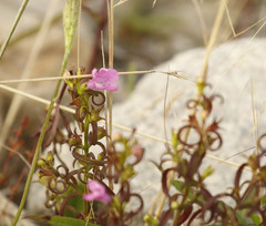 Agalinis neoscotica