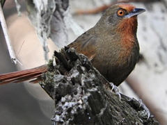 Phacellodomus erythrophthalmus