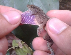 Anolis compressicauda