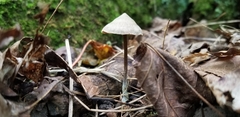 Entoloma conicum