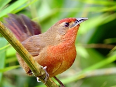 Phacellodomus ferrugineigula