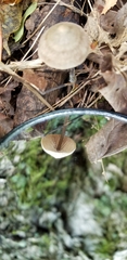 Entoloma conicum