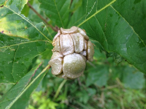 Lobed oak gall wasp photo 4