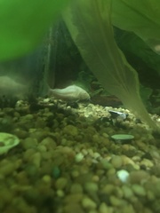 Corydoradinae