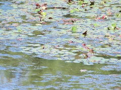 Trapa natans bispinosa