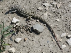 Aspidoscelis neotesselatus