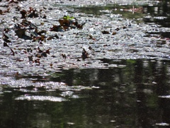 Trapa natans bispinosa