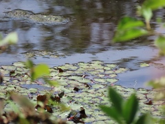Trapa natans bispinosa