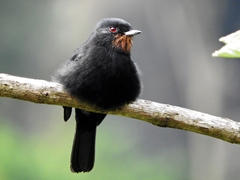Knipolegus nigerrimus