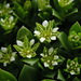 Sea Sandwort - Photo (c) Andy Fyon, some rights reserved (CC BY-NC), uploaded by Andy Fyon