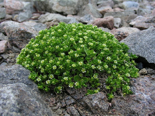 Sea Sandwort