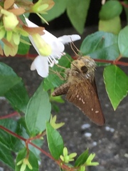 Parnara guttata