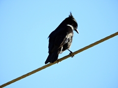 Knipolegus lophotes