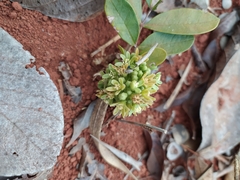 Homalolepis suffruticosa