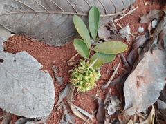 Homalolepis suffruticosa