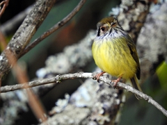 Myiornis auricularis