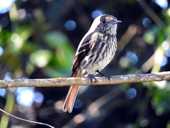 Knipolegus cyanirostris