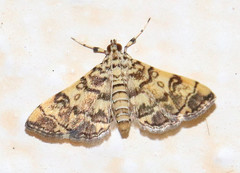Apogeshna stenialis