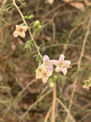 Lycium andersonii