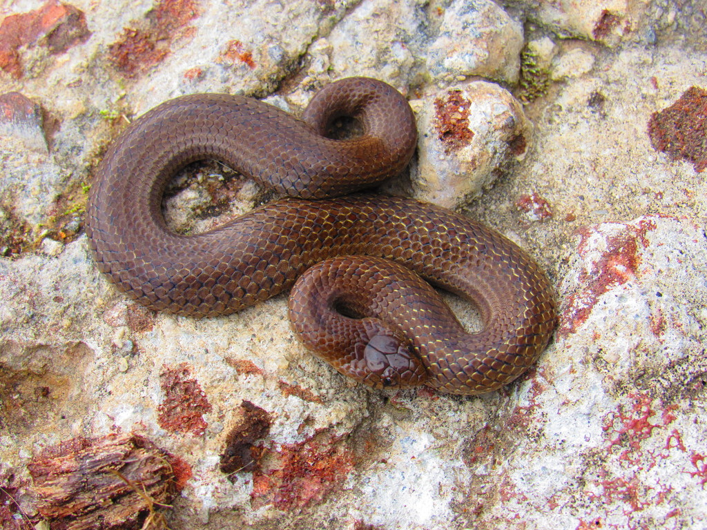 Two-lined Mexican Earth Snake