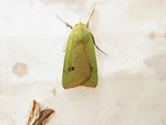 Herminiocala pallidoides