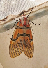 Anaxita decorata