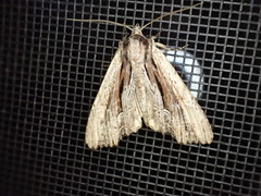 Apamea verbascoides