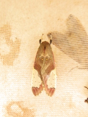 Bertholdia specularis