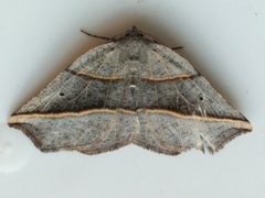 Metanema determinata