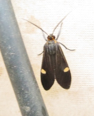 Aclytia