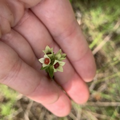 Ludwigia suffruticosa