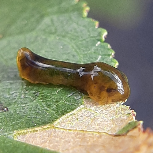 Cherry Slug Sawfly photo 4