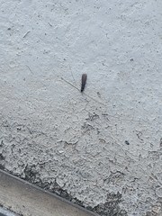 Kalotermes approximatus